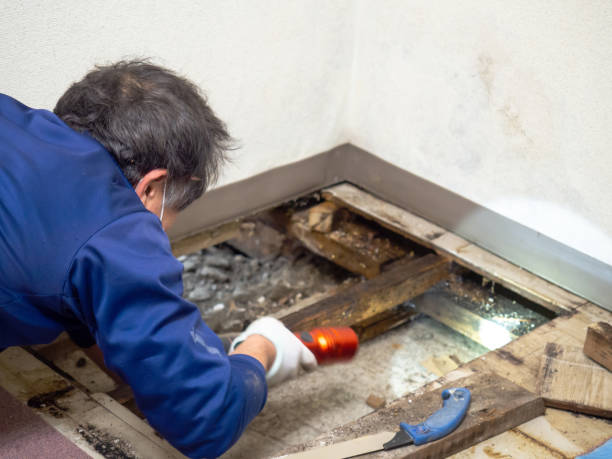 Best Commercial Mold Removal  in Smith Center, KS