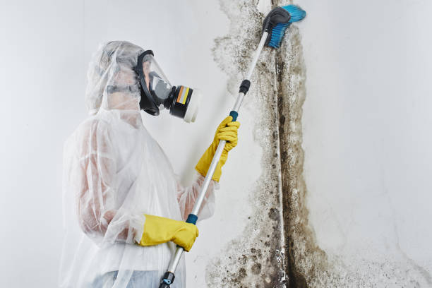 Best Mold Remediation  in Smith Center, KS