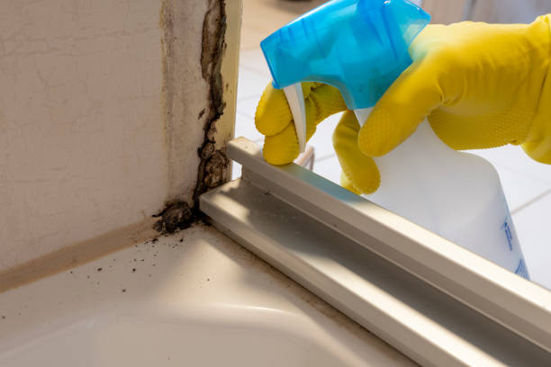 Best Same-Day Mold Removal  in Smith Center, KS