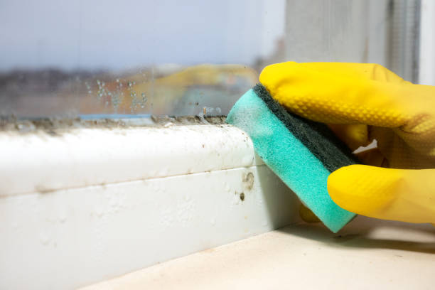 Best Mold Cleaning Services  in Smith Center, KS