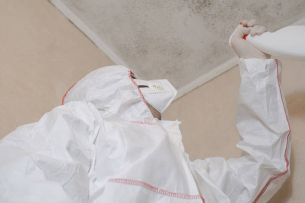 Best Black Mold Removal  in Smith Center, KS