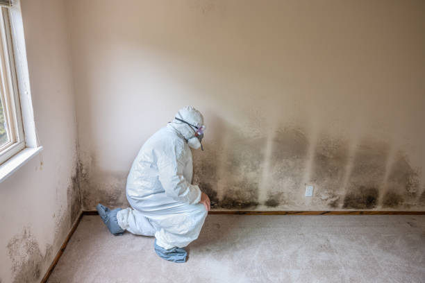 Best Attic Mold Removal  in Smith Center, KS