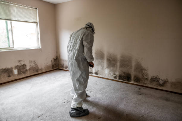 Best Toxic Mold Removal  in Smith Center, KS